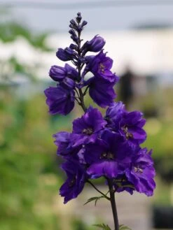 Pacific-Rittersporn 'Black Knight' -Angebote Blumen Takt Store pacific rittersporn black knight m003406 w 0