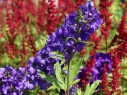 Pacific-Rittersporn 'Black Knight' -Angebote Blumen Takt Store pacific rittersporn black knight m003406 w 1