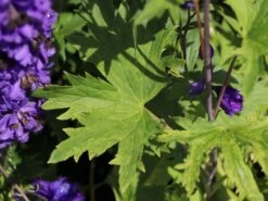 Pacific-Rittersporn 'Black Knight' -Angebote Blumen Takt Store pacific rittersporn black knight m003406 w 2