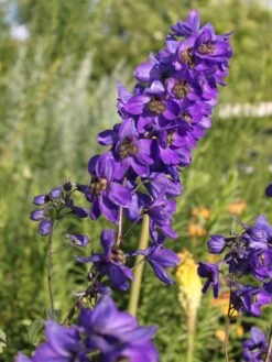 Pacific-Rittersporn 'Black Knight' -Angebote Blumen Takt Store pacific rittersporn black knight m003406 w 4