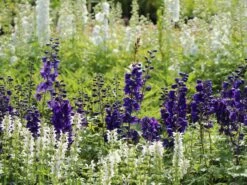 Pacific-Rittersporn 'Black Knight' -Angebote Blumen Takt Store pacific rittersporn black knight m003406 w 5