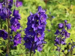 Pacific-Rittersporn 'Black Knight' -Angebote Blumen Takt Store pacific rittersporn black knight m003406 w 8