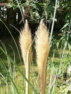 Pampasgras 'Citaro' -Angebote Blumen Takt Store pampasgras citaro m055705 957606 0