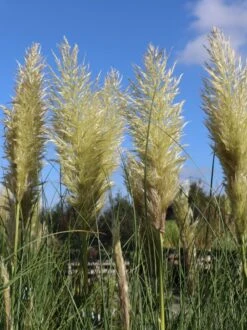 Pampasgras 'Citaro' -Angebote Blumen Takt Store pampasgras citaro m055705 w 0