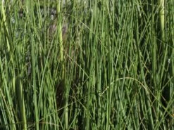 Pampasgras 'Citaro' -Angebote Blumen Takt Store pampasgras citaro m055705 w 1