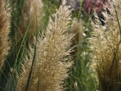 Pampasgras 'Citaro' -Angebote Blumen Takt Store pampasgras citaro m055705 w 2