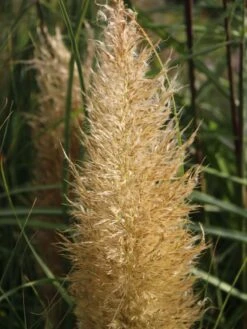 Pampasgras 'Citaro' -Angebote Blumen Takt Store pampasgras citaro m055705 w 3