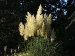 Pampasgras 'Citaro' -Angebote Blumen Takt Store pampasgras citaro m055705 w 4