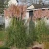 Pampasgras 'Rosea'