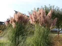 Pampasgras 'Rosea' -Angebote Blumen Takt Store pampasgras rosea m003060 w 0