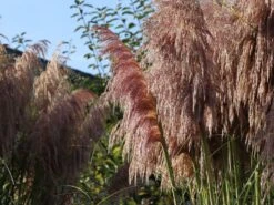 Pampasgras 'Rosea' -Angebote Blumen Takt Store pampasgras rosea m003060 w 1