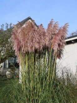 Pampasgras 'Rosea' -Angebote Blumen Takt Store pampasgras rosea m003060 w 2
