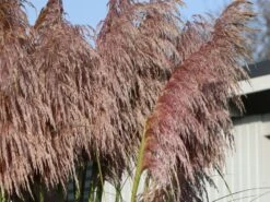 Pampasgras 'Rosea' -Angebote Blumen Takt Store pampasgras rosea m003060 w 3