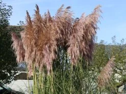 Pampasgras 'Rosea' -Angebote Blumen Takt Store pampasgras rosea m003060 w 4