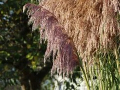 Pampasgras 'Rosea' -Angebote Blumen Takt Store pampasgras rosea m003060 w 5