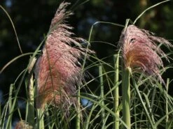 Pampasgras 'Rosea' -Angebote Blumen Takt Store pampasgras rosea m003060 w 6