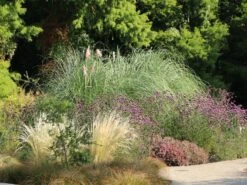 Pampasgras 'Rosea' -Angebote Blumen Takt Store pampasgras rosea m003060 w 7