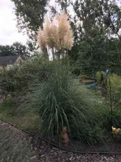 Pampasgras 'Sunningdale Silver' -Angebote Blumen Takt Store pampasgras sunningdale silver m074191 733832 0