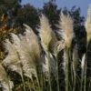 Pampasgras 'Sunningdale Silver'