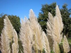 Pampasgras 'Sunningdale Silver' -Angebote Blumen Takt Store pampasgras sunningdale silver m074191 w 0