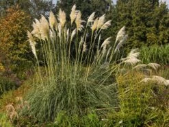 Pampasgras 'Sunningdale Silver' -Angebote Blumen Takt Store pampasgras sunningdale silver m074191 w 2