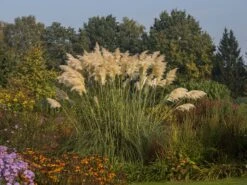 Pampasgras 'Sunningdale Silver' -Angebote Blumen Takt Store pampasgras sunningdale silver m074191 w 3