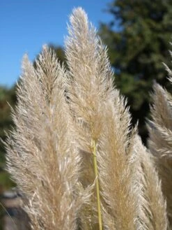 Pampasgras 'Sunningdale Silver' -Angebote Blumen Takt Store pampasgras sunningdale silver m074191 w 4