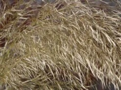 Pampasgras 'Sunningdale Silver' -Angebote Blumen Takt Store pampasgras sunningdale silver m074191 w 5