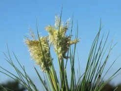 Pampasgras 'Tiny Pampa' -Angebote Blumen Takt Store pampasgras tiny pampa m117432 w 1