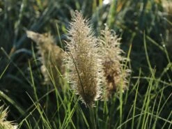 Pampasgras 'Tiny Pampa' -Angebote Blumen Takt Store pampasgras tiny pampa m117432 w 2