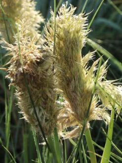 Pampasgras 'Tiny Pampa' -Angebote Blumen Takt Store pampasgras tiny pampa m117432 w 3