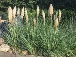 Amerikanisches Pampasgras / Silber-Pampasgras 39 Amerikanisches Pampasgras / Silber-Pampasgras -Angebote Blumen Takt Store pampasgras weiss m003058 302952 0