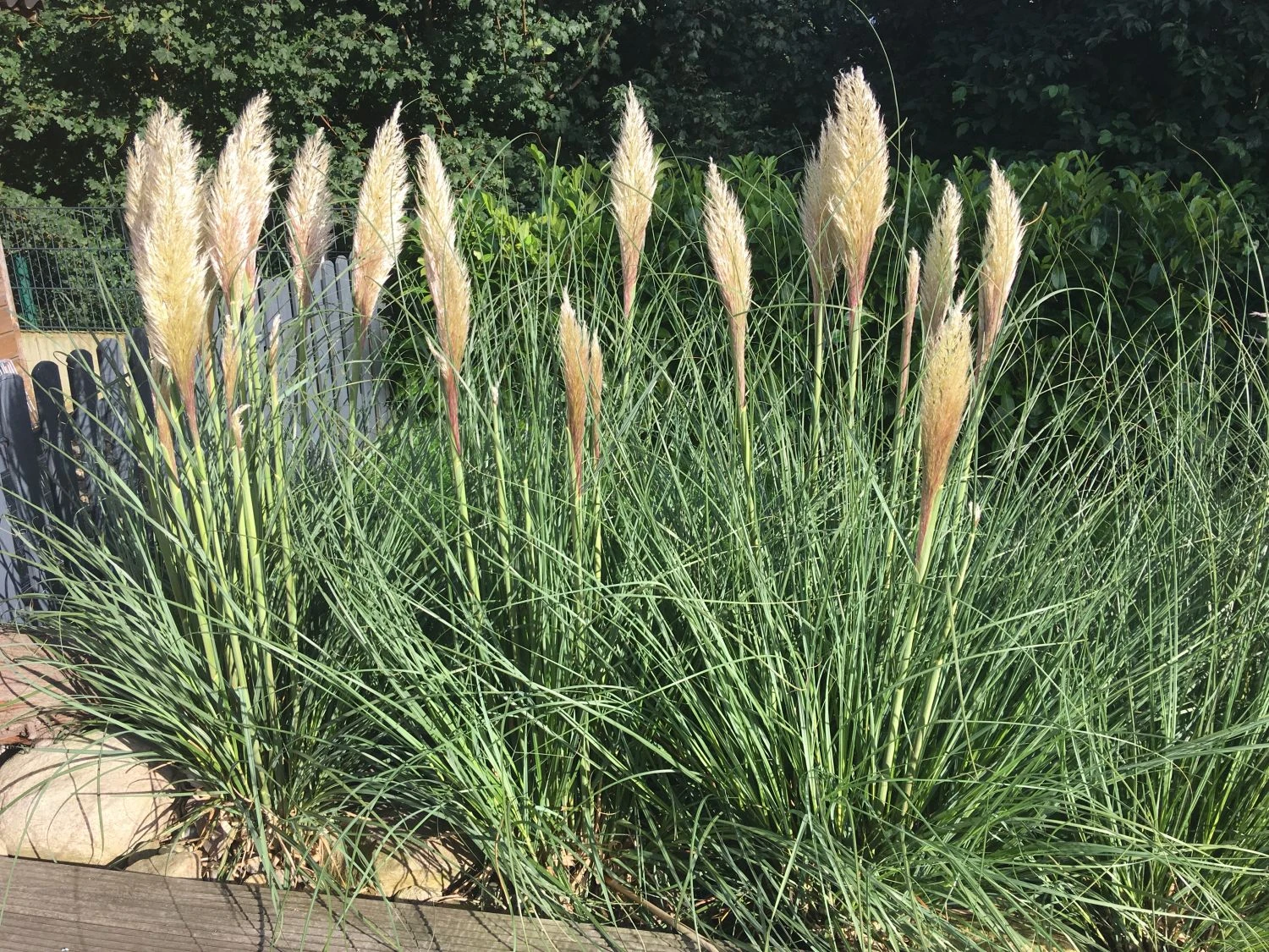 Amerikanisches Pampasgras / Silber-Pampasgras 20 Amerikanisches Pampasgras / Silber-Pampasgras – Bild 18