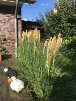 Amerikanisches Pampasgras / Silber-Pampasgras 38 Amerikanisches Pampasgras / Silber-Pampasgras -Angebote Blumen Takt Store pampasgras weiss m003058 302952 1