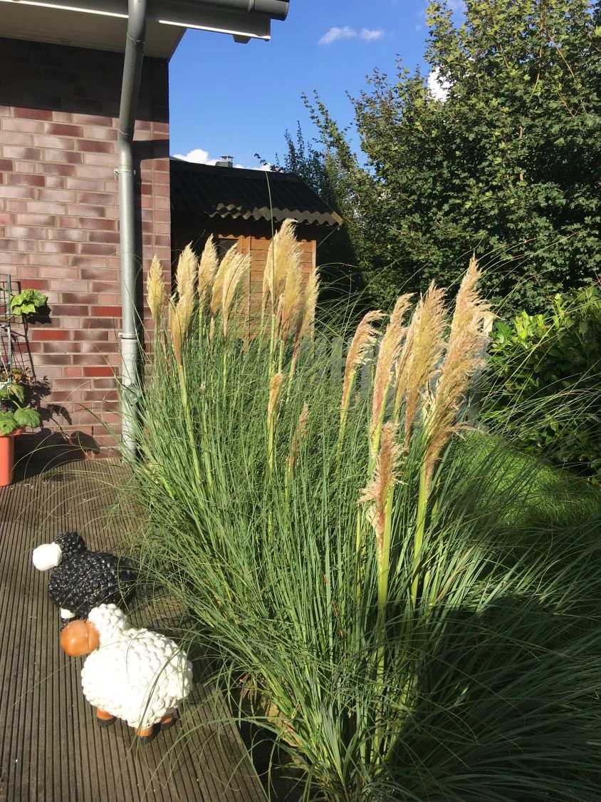 Amerikanisches Pampasgras / Silber-Pampasgras 19 Amerikanisches Pampasgras / Silber-Pampasgras – Bild 17