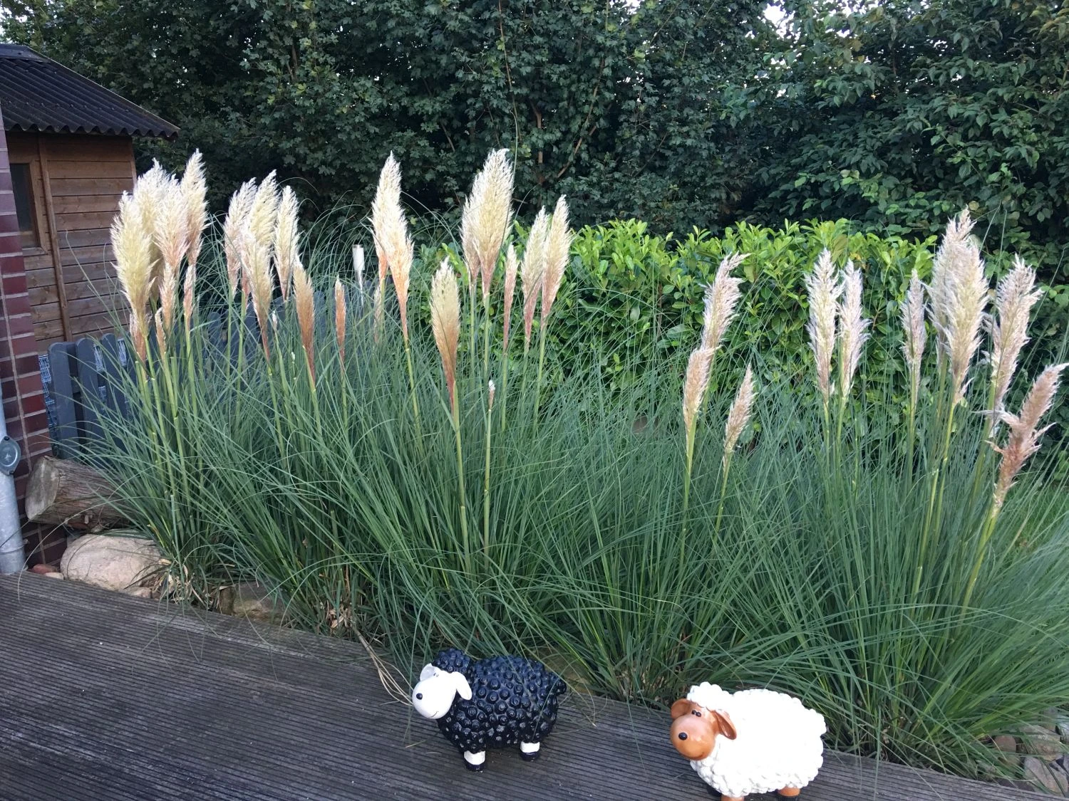 Amerikanisches Pampasgras / Silber-Pampasgras 18 Amerikanisches Pampasgras / Silber-Pampasgras – Bild 16