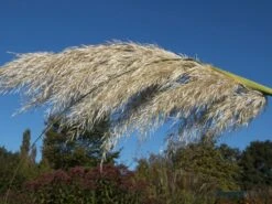 Amerikanisches Pampasgras / Silber-Pampasgras 33 Amerikanisches Pampasgras / Silber-Pampasgras -Angebote Blumen Takt Store pampasgras weiss m003058 w 1