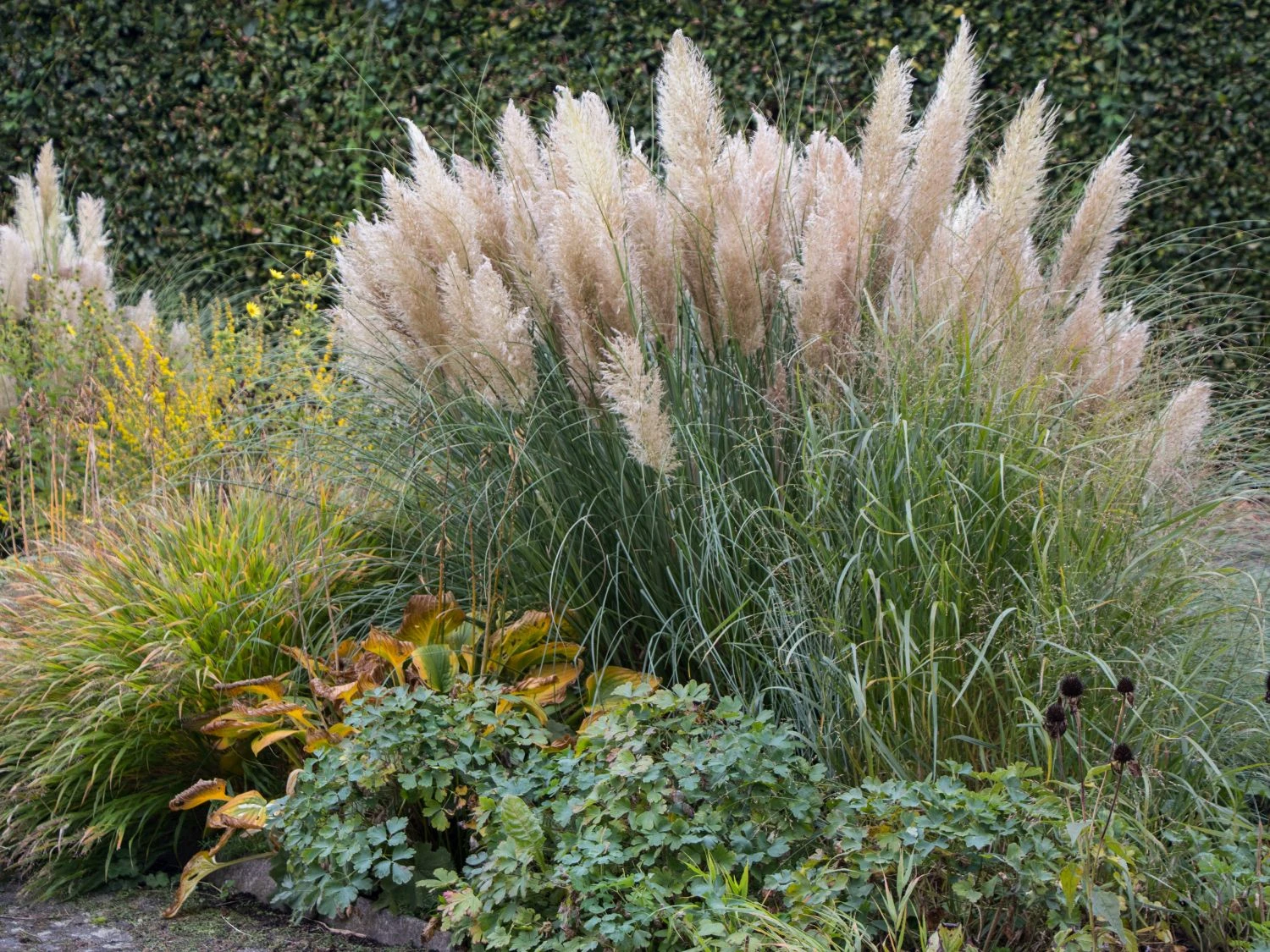 Amerikanisches Pampasgras / Silber-Pampasgras 13 Amerikanisches Pampasgras / Silber-Pampasgras – Bild 11