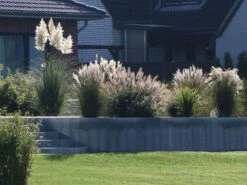 Pampasgras 'Weiße Feder' -Angebote Blumen Takt Store pampasgras weisse feder m058298 w 0