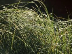 Pampasgras 'Weiße Feder' -Angebote Blumen Takt Store pampasgras weisse feder m058298 w 2