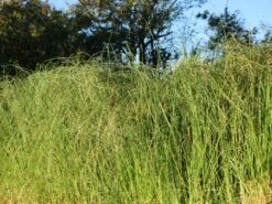 Pampasgras 'Weiße Feder' -Angebote Blumen Takt Store pampasgras weisse feder m058298 w 3