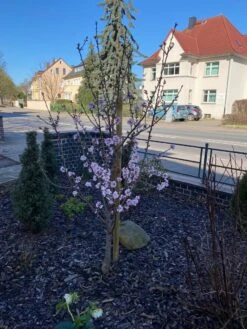 Pfälzer Fruchtmandel -Angebote Blumen Takt Store pfaelzer fruchtmandel m102312 1226216 0