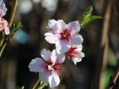 Pfälzer Fruchtmandel -Angebote Blumen Takt Store pfaelzer fruchtmandel m102312 w 0