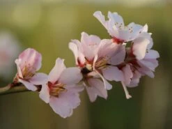Pfälzer Fruchtmandel -Angebote Blumen Takt Store pfaelzer fruchtmandel m102312 w 2