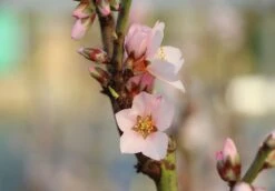 Pfälzer Fruchtmandel -Angebote Blumen Takt Store pfaelzer fruchtmandel m102312 w 3
