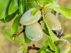 Pfälzer Fruchtmandel -Angebote Blumen Takt Store pfaelzer fruchtmandel palatin m102312 w 0