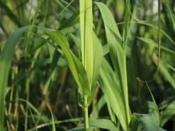 Pfahlrohr -Angebote Blumen Takt Store pfahlrohr m044598 w 0