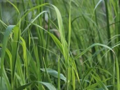 Pfahlrohr -Angebote Blumen Takt Store pfahlrohr m044598 w 1