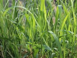 Pfahlrohr -Angebote Blumen Takt Store pfahlrohr m044598 w 2