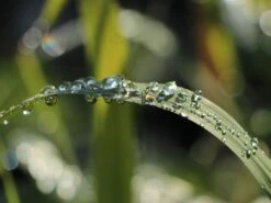 Pfahlrohr -Angebote Blumen Takt Store pfahlrohr m044598 w 3